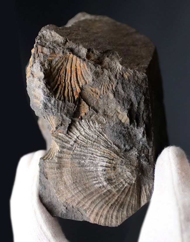 何と６５年前に採集！研究機関で保管された二枚貝、モノチス（Entomonotis ochotica）の化石。岡山県高梁市成羽町産！（その1）
