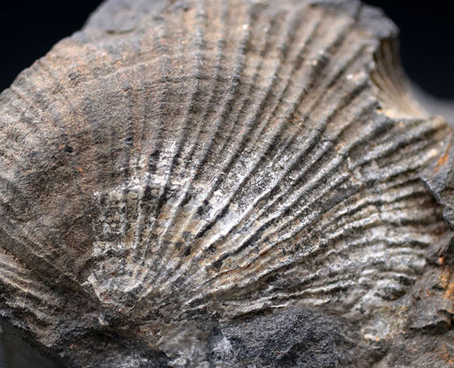 何と６５年前に採集！研究機関で保管された二枚貝、モノチス（Entomonotis ochotica）の化石。岡山県高梁市成羽町産！（その2）