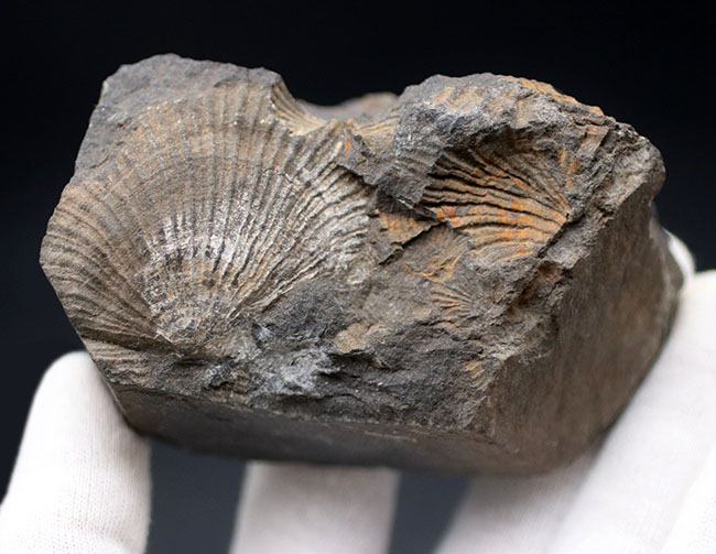 何と６５年前に採集！研究機関で保管された二枚貝、モノチス（Entomonotis ochotica）の化石。岡山県高梁市成羽町産！（その3）