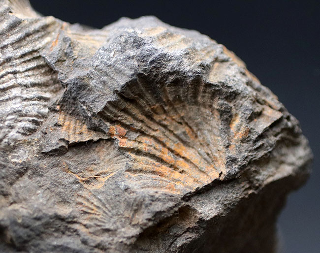 何と６５年前に採集！研究機関で保管された二枚貝、モノチス（Entomonotis ochotica）の化石。岡山県高梁市成羽町産！（その4）