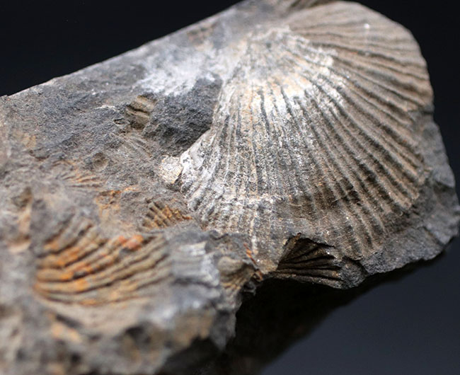 何と６５年前に採集！研究機関で保管された二枚貝、モノチス（Entomonotis ochotica）の化石。岡山県高梁市成羽町産！（その6）