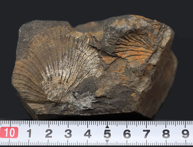 何と６５年前に採集！研究機関で保管された二枚貝、モノチス（Entomonotis ochotica）の化石。岡山県高梁市成羽町産！（その7）