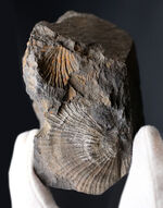 何と６５年前に採集！研究機関で保管された二枚貝、モノチス（Entomonotis ochotica）の化石。岡山県高梁市成羽町産！