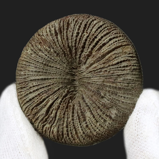 素晴らしい保存状態！古代から現世まで棲息している息の長いキノコ型のサンゴ、サイクロリテス（Cyclolites elliptica）の化石（その1）