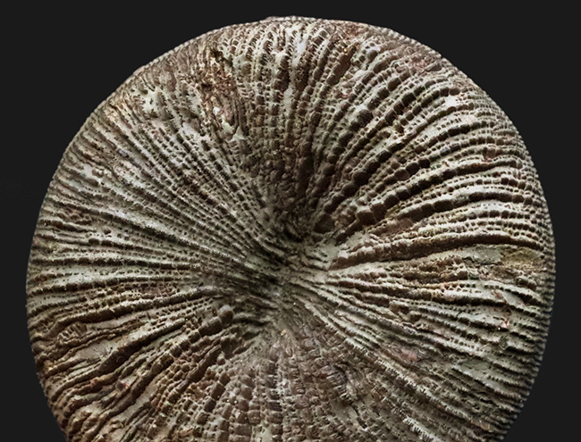 素晴らしい保存状態！古代から現世まで棲息している息の長いキノコ型のサンゴ、サイクロリテス（Cyclolites elliptica）の化石（その5）