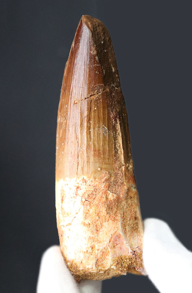 コレクショングレード!太い、長い、かつ上質。白亜紀北アフリカ、肉食恐竜スピノサウルス(Spinosaurus)の歯化石(その2)