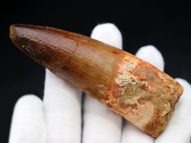 コレクショングレード!太い、長い、かつ上質。白亜紀北アフリカ、肉食恐竜スピノサウルス(Spinosaurus)の歯化石(その3)