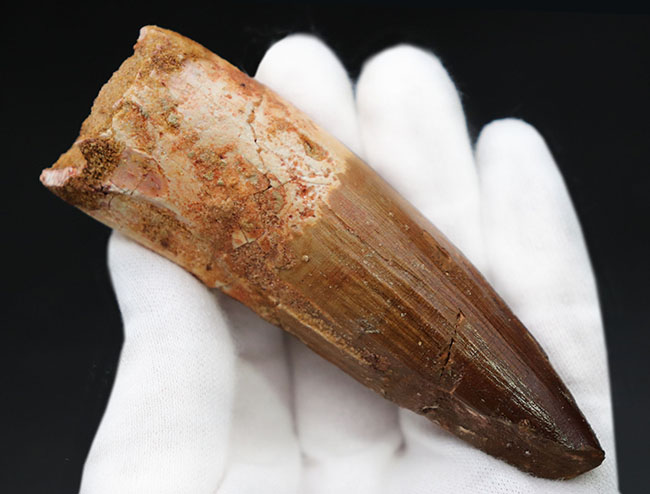 コレクショングレード!太い、長い、かつ上質。白亜紀北アフリカ、肉食恐竜スピノサウルス(Spinosaurus)の歯化石(その4)