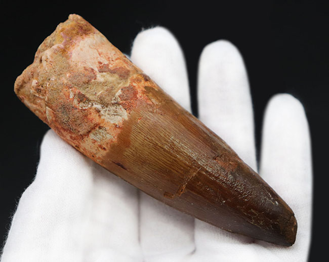 コレクショングレード!太い、長い、かつ上質。白亜紀北アフリカ、肉食恐竜スピノサウルス(Spinosaurus)の歯化石(その6)