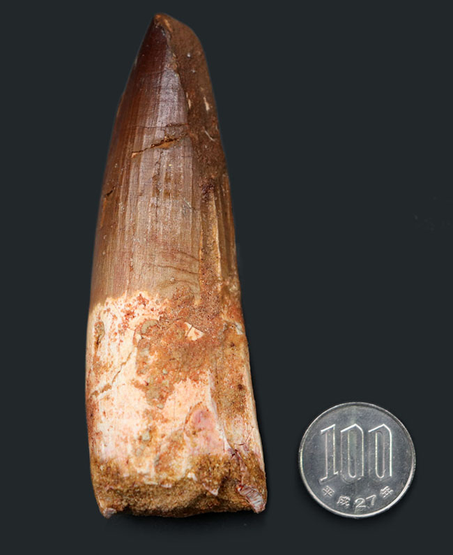コレクショングレード!太い、長い、かつ上質。白亜紀北アフリカ、肉食恐竜スピノサウルス(Spinosaurus)の歯化石(その7)