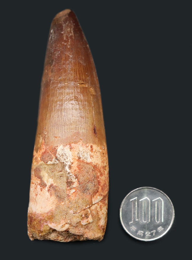 コレクショングレード!太い、長い、かつ上質。白亜紀北アフリカ、肉食恐竜スピノサウルス(Spinosaurus)の歯化石(その8)