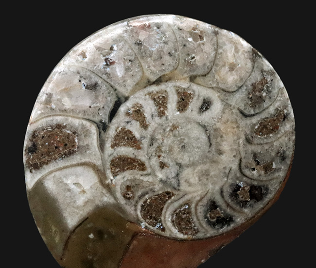 表面滑らか仕上げ！オウムガイの特徴を持つ面白いアンモナイト