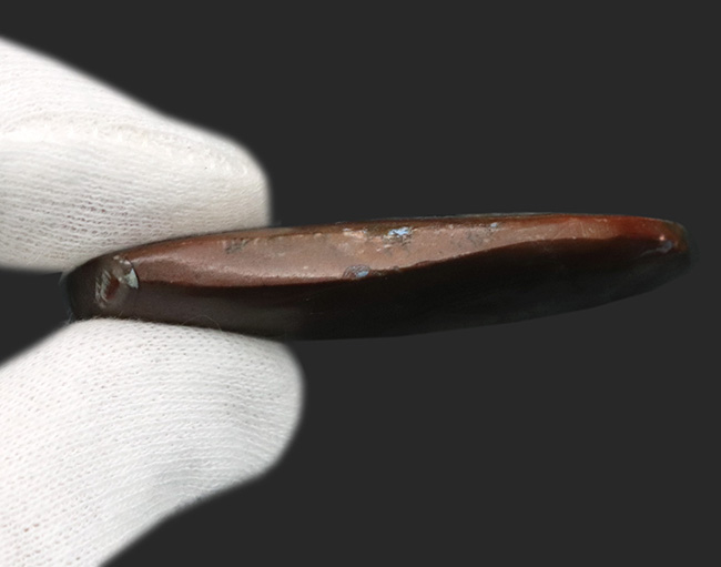 表面滑らか仕上げ！オウムガイの特徴を持つ面白いアンモナイト