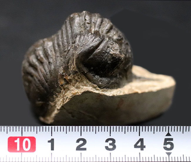 国名を名に関した栄えある三葉虫，モロッコニテス（Morocconites） 三