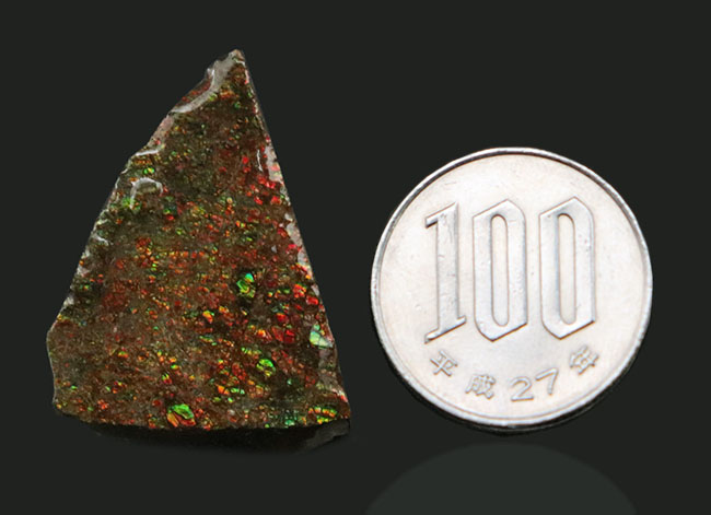 ドラゴンスキン（竜のうろこ）！小サイズながら、きらびやかな遊色を堪能できる、三角形の可愛らしいアンモライト（Ammolite）のピース（その6）