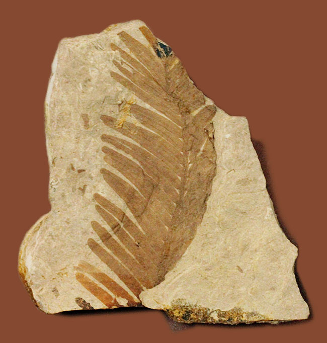 かつて北半球に広く分布していたメタセコイア Metasequoia Sp 国産標本です 化石 販売