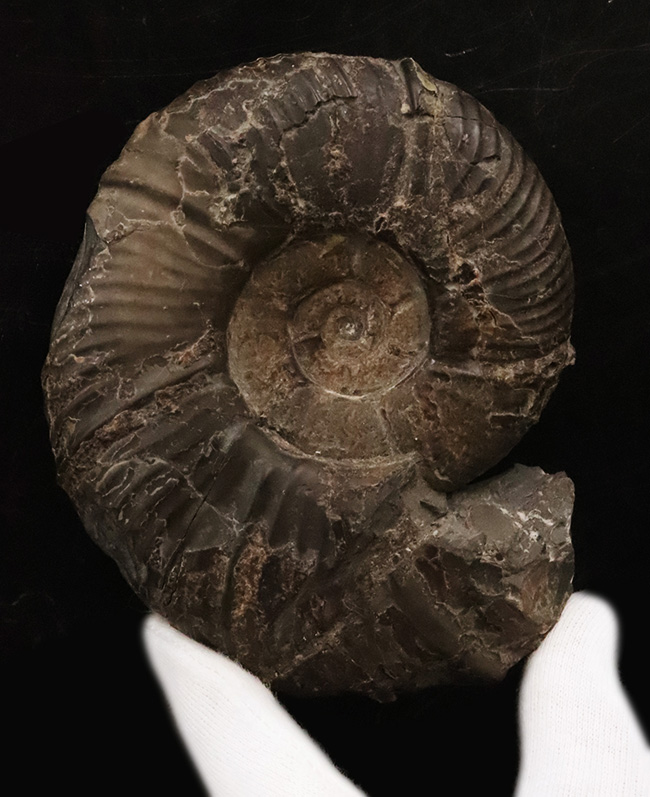 最外殻が保存、良形!北海道の白亜紀の地層から採集されたメソプゾシア(Mesopuzosia)の良質化石(その1)