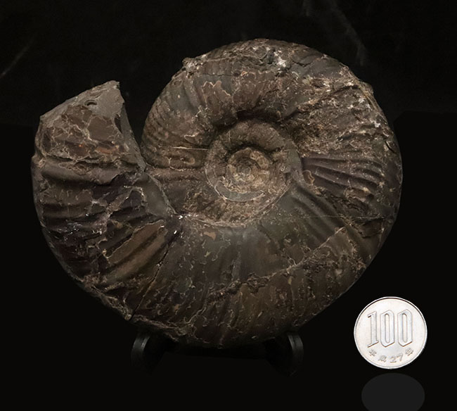 最外殻が保存、良形！北海道の白亜紀の地層から採集されたメソプゾシア