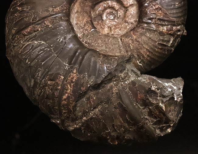 化石　プゾシア 威風堂々！デスモセラス科プゾシアのずっしりと重い