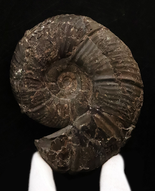 最外殻が保存、良形!北海道の白亜紀の地層から採集されたメソプゾシア(Mesopuzosia)の良質化石(その4)