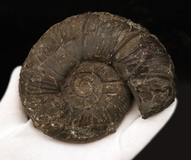 最外殻が保存、良形!北海道の白亜紀の地層から採集されたメソプゾシア(Mesopuzosia)の良質化石(その6)
