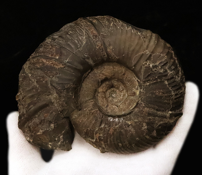 最外殻が保存、良形!北海道の白亜紀の地層から採集されたメソプゾシア(Mesopuzosia)の良質化石(その7)