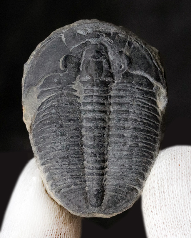 ビッグなサイズ！米国ユタ州の公式の化石！ザ・三葉虫ことエルラシア・キンギ（Elrathia kingi）の化石（その1）