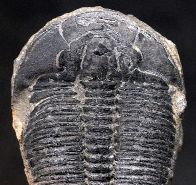 ビッグなサイズ！米国ユタ州の公式の化石！ザ・三葉虫ことエルラシア・キンギ（Elrathia kingi）の化石（その3）