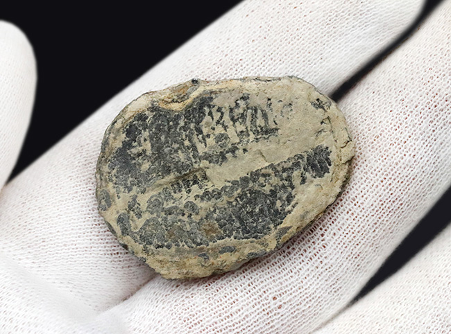 ビッグなサイズ！米国ユタ州の公式の化石！ザ・三葉虫ことエルラシア・キンギ（Elrathia kingi）の化石（その6）