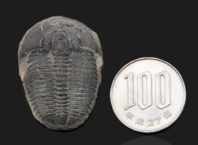 ビッグなサイズ！米国ユタ州の公式の化石！ザ・三葉虫ことエルラシア・キンギ（Elrathia kingi）の化石（その8）