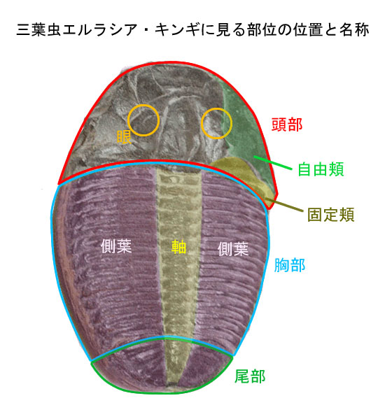 ビッグなサイズ！米国ユタ州の公式の化石！ザ・三葉虫ことエルラシア・キンギ（Elrathia kingi）の化石（その9）