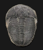 ビッグなサイズ！米国ユタ州の公式の化石！ザ・三葉虫ことエルラシア・キンギ（Elrathia kingi）の化石