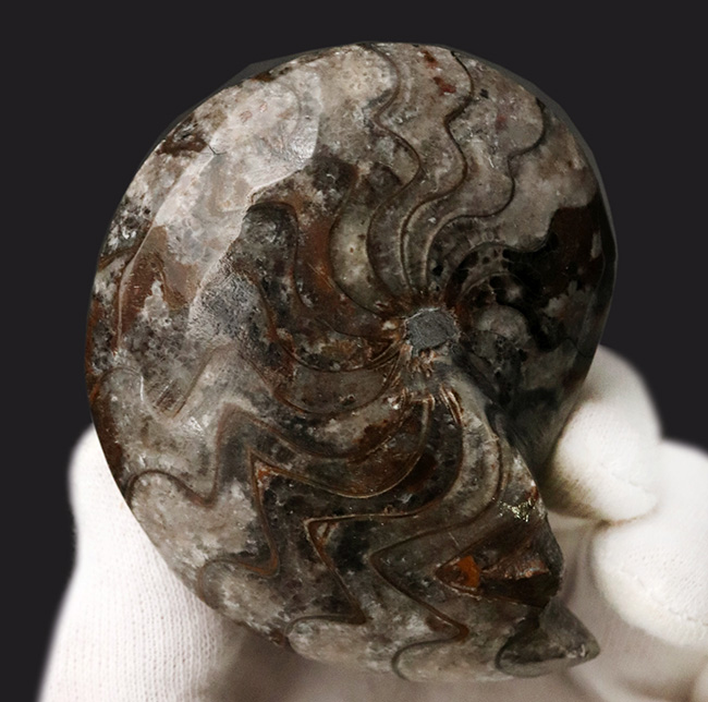 古生代デボン紀の海中で繁栄したアンモナイトの遠い親戚、ゴニアタイト(Goniatite)の完全体標本(その1)