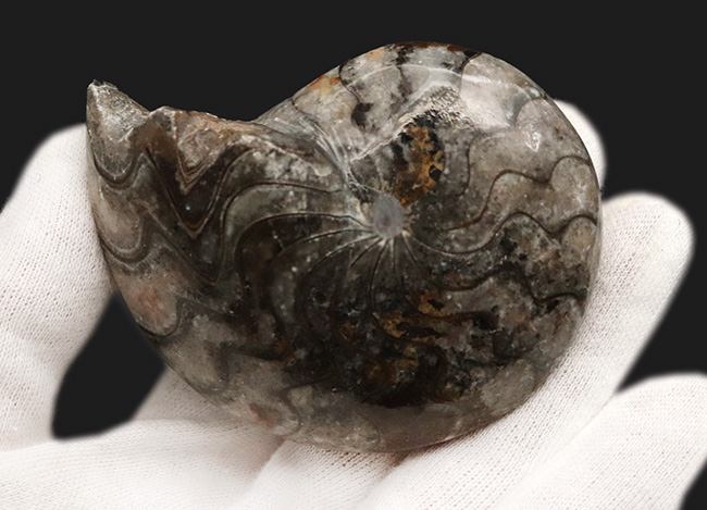 古生代デボン紀の海中で繁栄したアンモナイトの遠い親戚、ゴニアタイト(Goniatite)の完全体標本(その4)