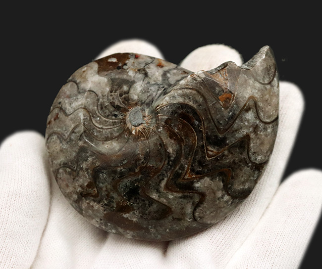古生代デボン紀の海中で繁栄したアンモナイトの遠い親戚、ゴニアタイト(Goniatite)の完全体標本(その6)