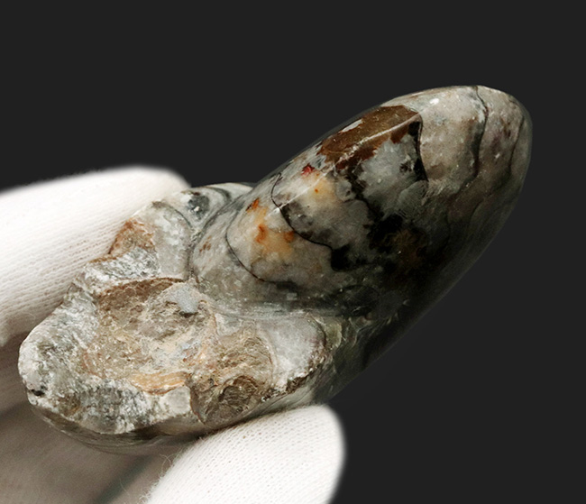 古生代デボン紀の海中で繁栄したアンモナイトの遠い親戚、ゴニアタイト(Goniatite)の完全体標本(その7)