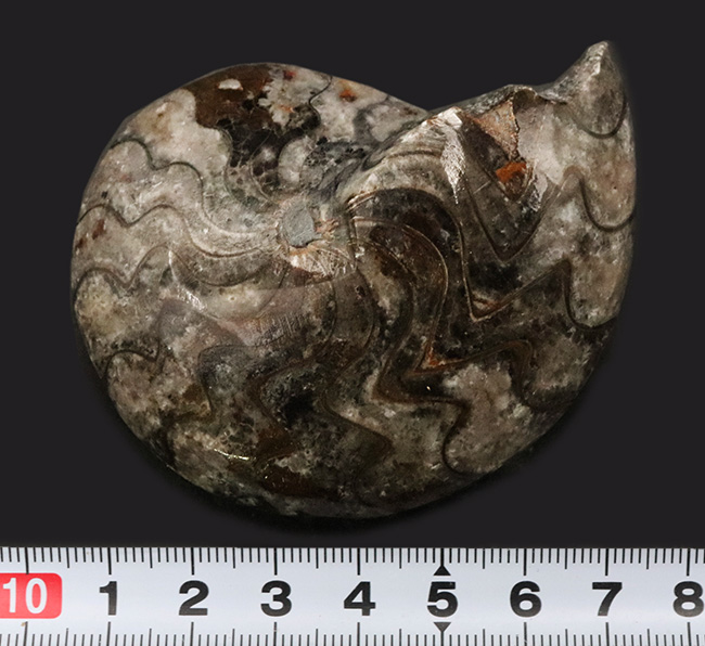 古生代デボン紀の海中で繁栄したアンモナイトの遠い親戚、ゴニアタイト(Goniatite)の完全体標本(その8)