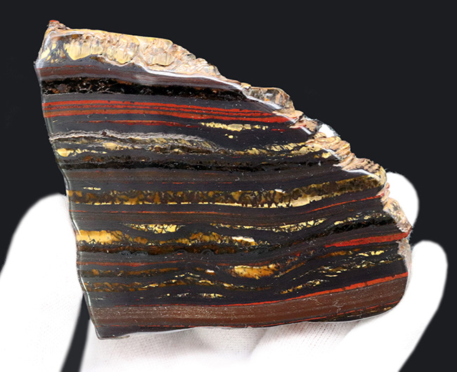見事な縞状鉄鉱層！なんと２０億年以上前のストロマトライト！西オーストラリア、ハマースリー産（その2）