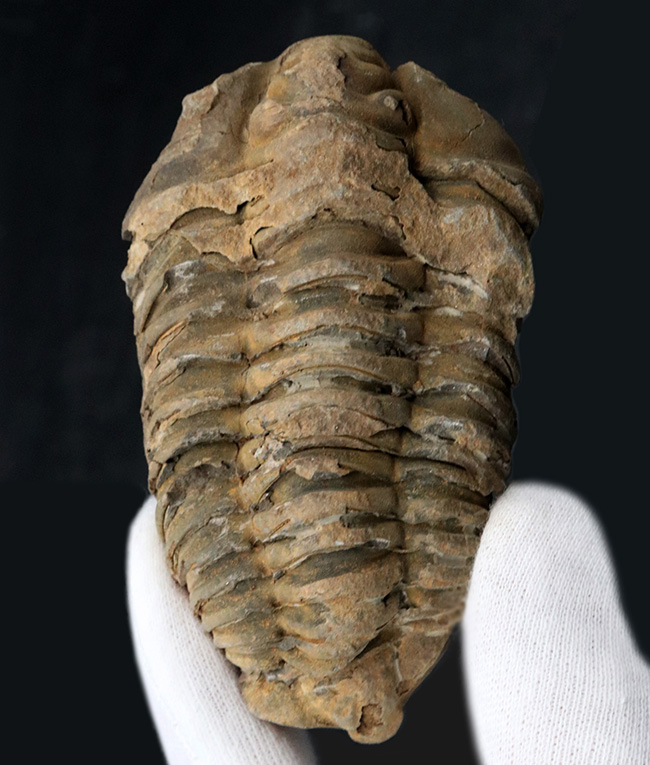 １０センチを超える特大サイズ、しかも幅広！モロッコ産オルドビス紀の三葉虫、カリメネ（Calymene）の化石（その1）