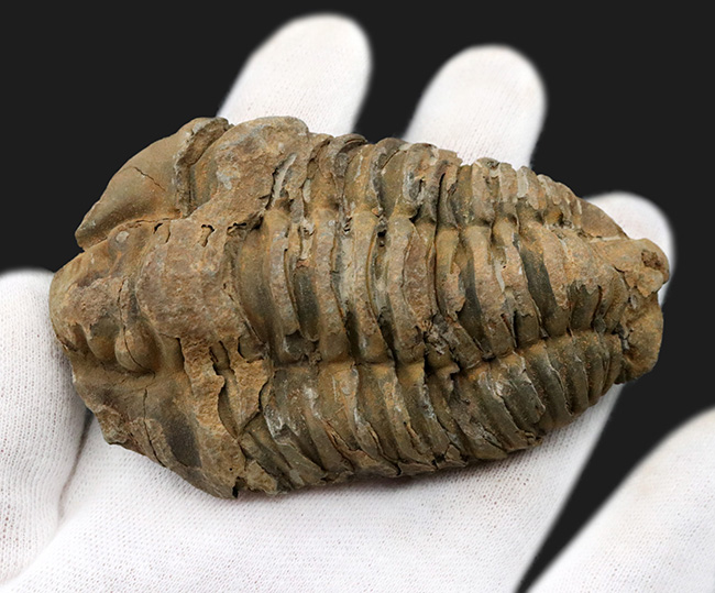 １０センチを超える特大サイズ、しかも幅広！モロッコ産オルドビス紀の三葉虫、カリメネ（Calymene）の化石（その2）