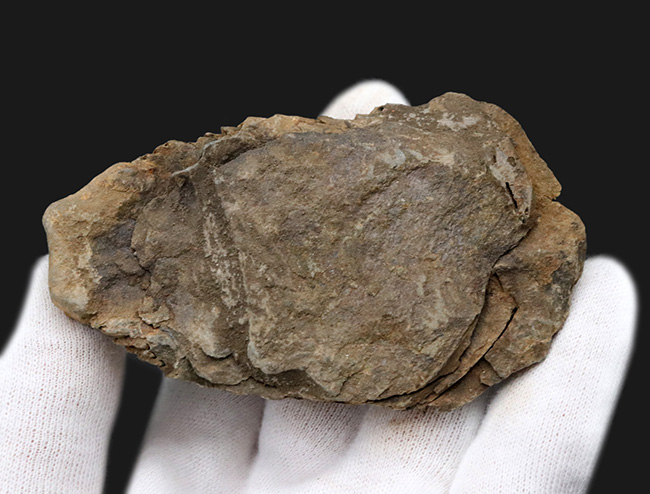 化石標本　三葉虫　カリメネ　大きめ　美麗標本 三葉虫化石 カリメネ E : Raptors - 通販 - Yahoo!ショッピング
