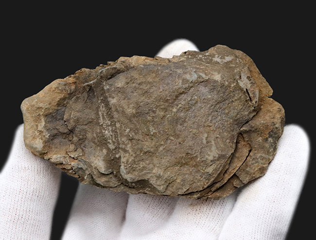 １０センチを超える特大サイズ、しかも幅広！モロッコ産オルドビス紀の三葉虫、カリメネ（Calymene）の化石（その3）
