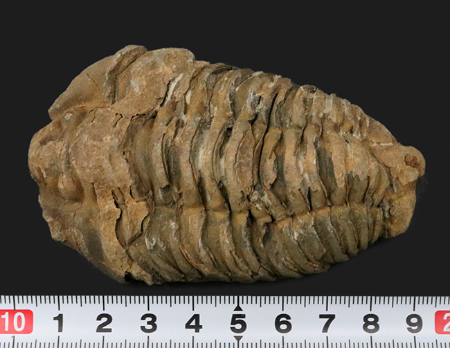 １０センチを超える特大サイズ、しかも幅広！モロッコ産オルドビス紀の三葉虫、カリメネ（Calymene）の化石（その5）