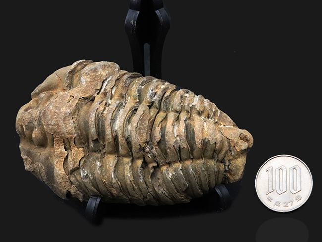 １０センチを超える特大サイズ、しかも幅広！モロッコ産オルドビス紀の三葉虫、カリメネ（Calymene）の化石（その6）