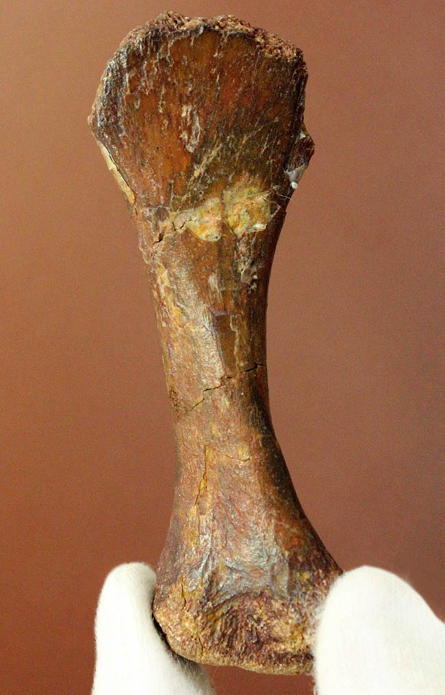 モロッコ産小型生物の四肢の骨の化石。生物種の同定に至らない標本のため、リーズナブルプライスにてご提供。（その1）