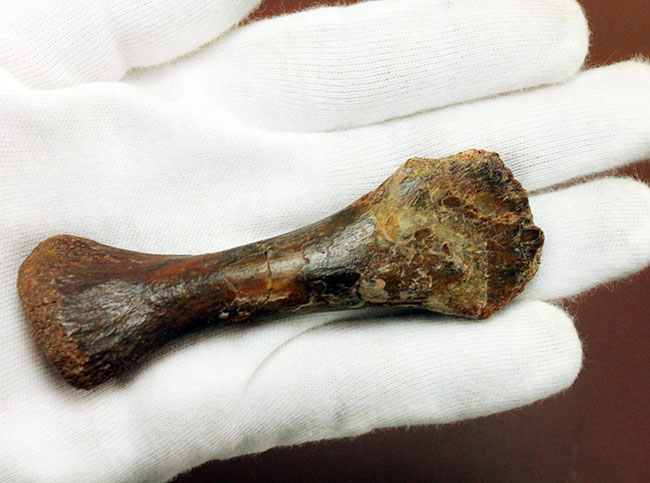 モロッコ産小型生物の四肢の骨の化石。生物種の同定に至らない標本のため、リーズナブルプライスにてご提供。（その10）