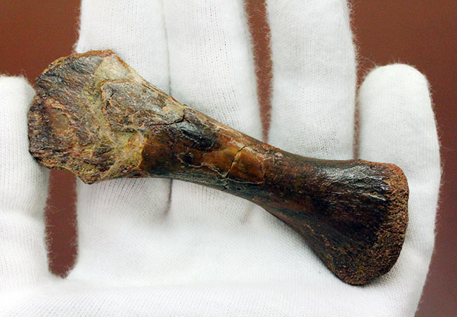 モロッコ産小型生物の四肢の骨の化石。生物種の同定に至らない標本のため、リーズナブルプライスにてご提供。(その11)