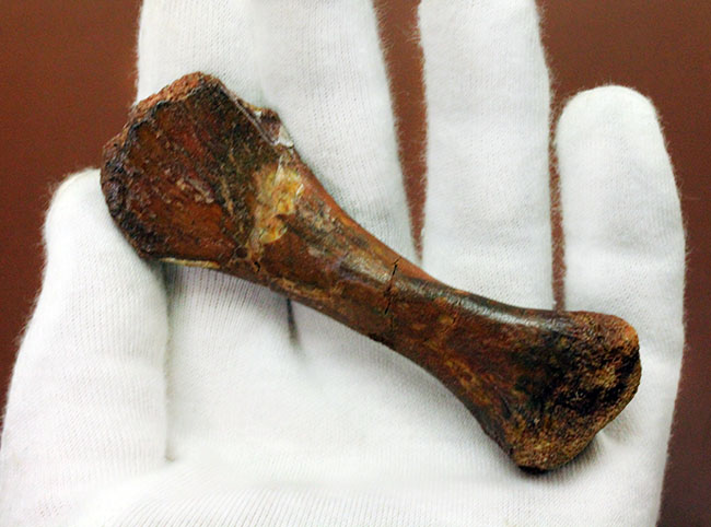 モロッコ産小型生物の四肢の骨の化石。生物種の同定に至らない標本のため、リーズナブルプライスにてご提供。（その12）