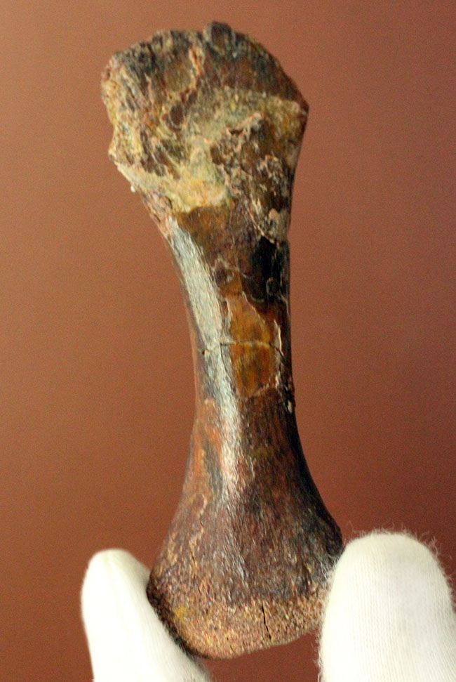 モロッコ産小型生物の四肢の骨の化石。生物種の同定に至らない標本のため、リーズナブルプライスにてご提供。（その13）