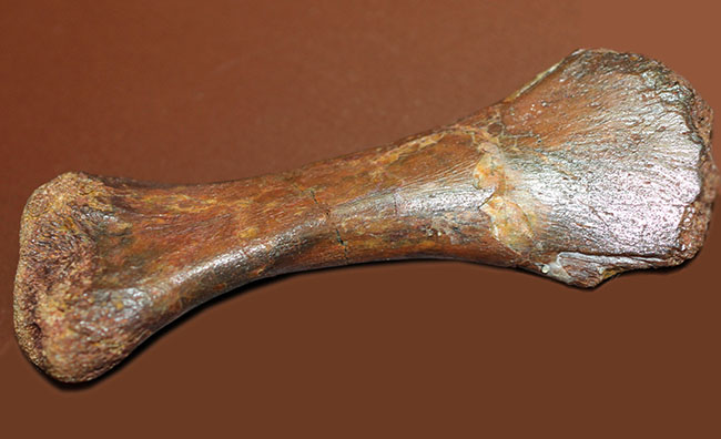 モロッコ産小型生物の四肢の骨の化石。生物種の同定に至らない標本のため、リーズナブルプライスにてご提供。（その2）